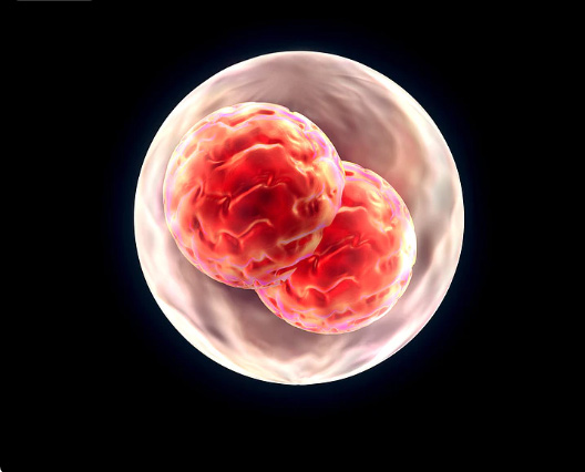 借卵试管囊胚移植成功的征兆