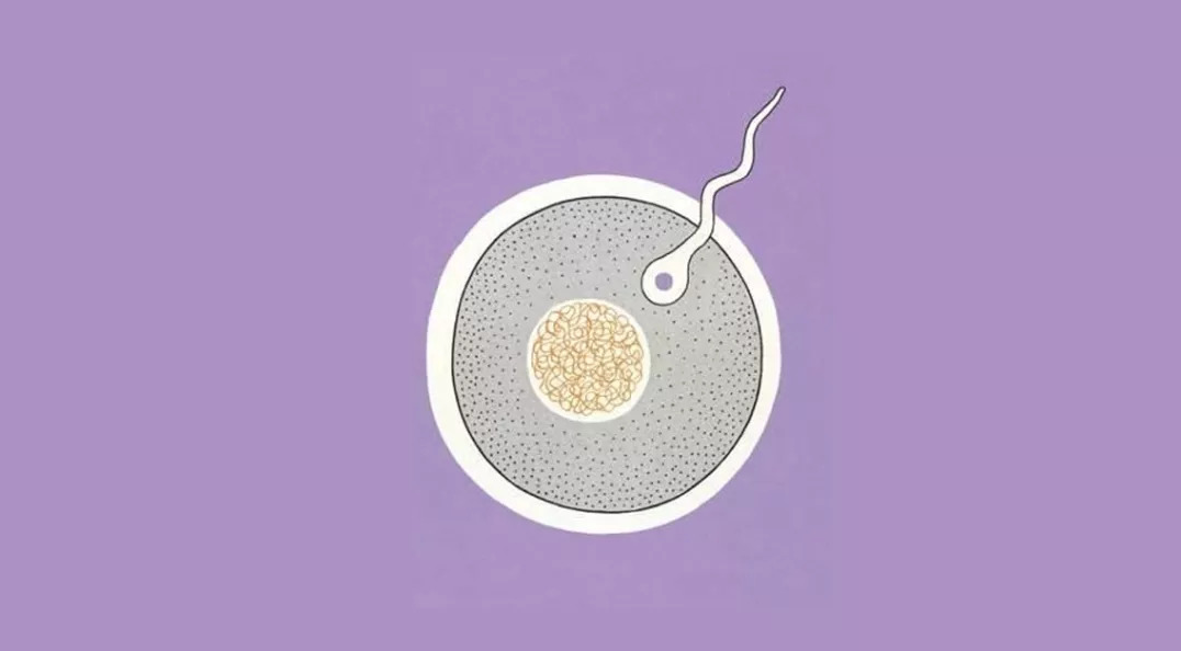 试管助孕：24个胚胎全部养囊好还是冻卵好